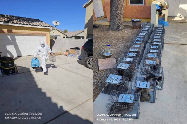 Clark County Animal Protection Services recovered 23 cats in a single day from a home near Clar ...