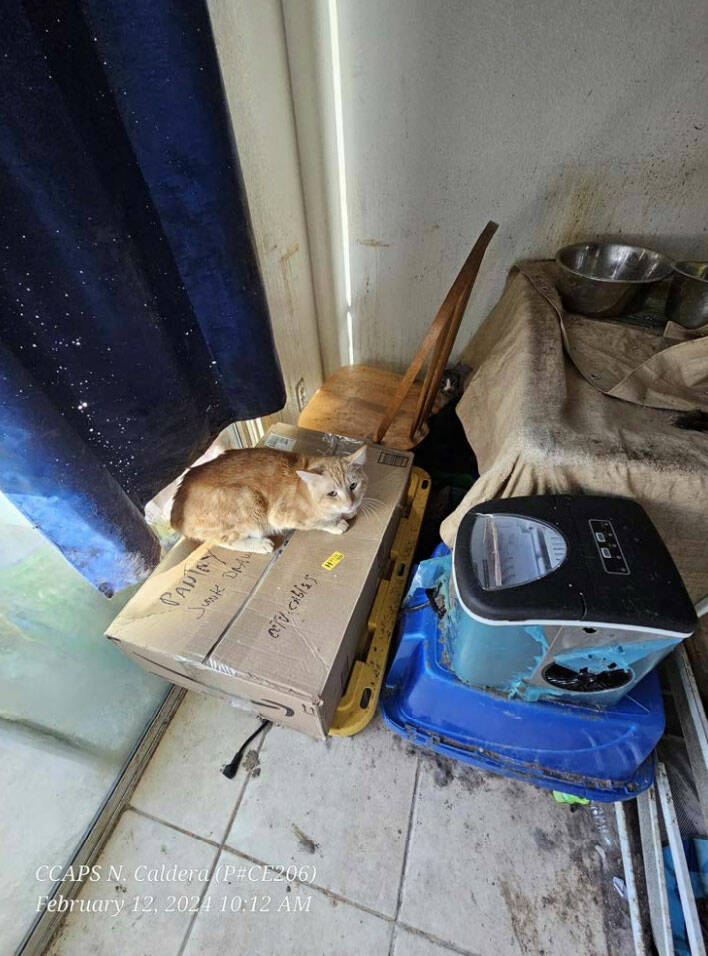 Clark County Animal Protection Services recovered 23 cats in a single day from a home near Clar ...