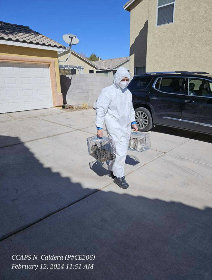 Clark County Animal Protection Services recovered 23 cats in a single day from a home near Clar ...