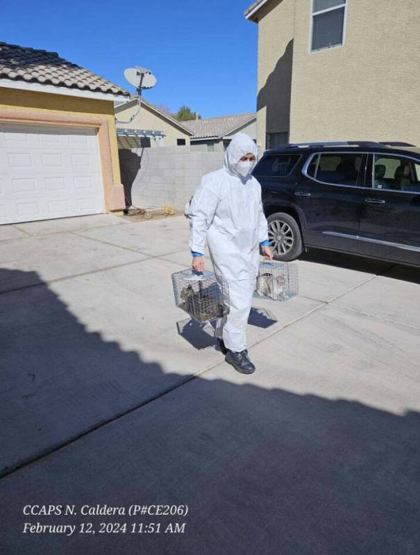 Clark County Animal Protection Services recovered 23 cats in a single day from a home near Clar ...