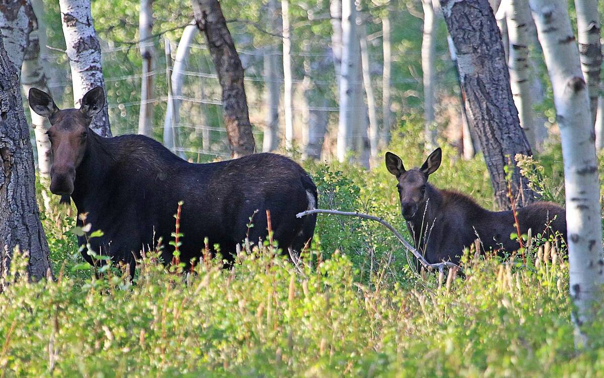 A moose and calf. (Getty Images)