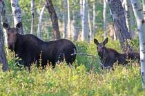 A moose and calf. (Getty Images)