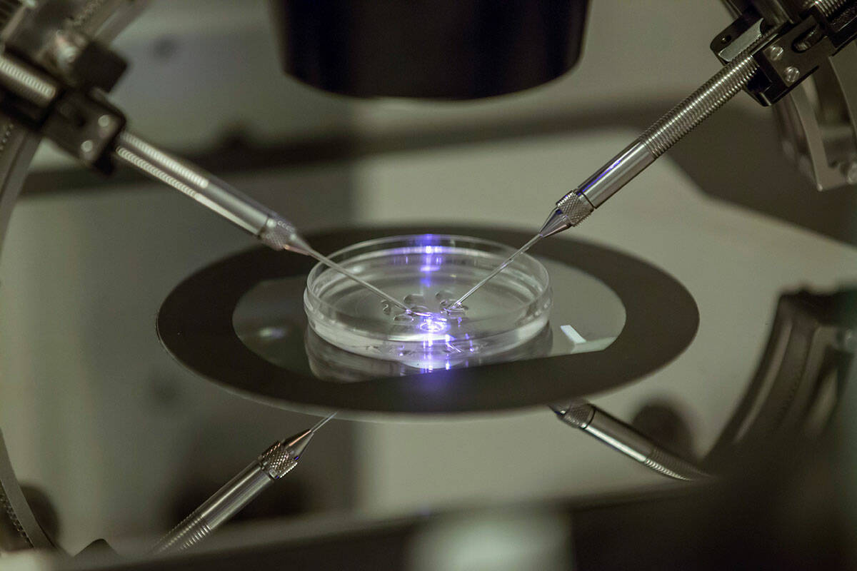 In this Aug. 14, 2013 file photo, an in vitro fertilization embryologist works on a petri dish ...