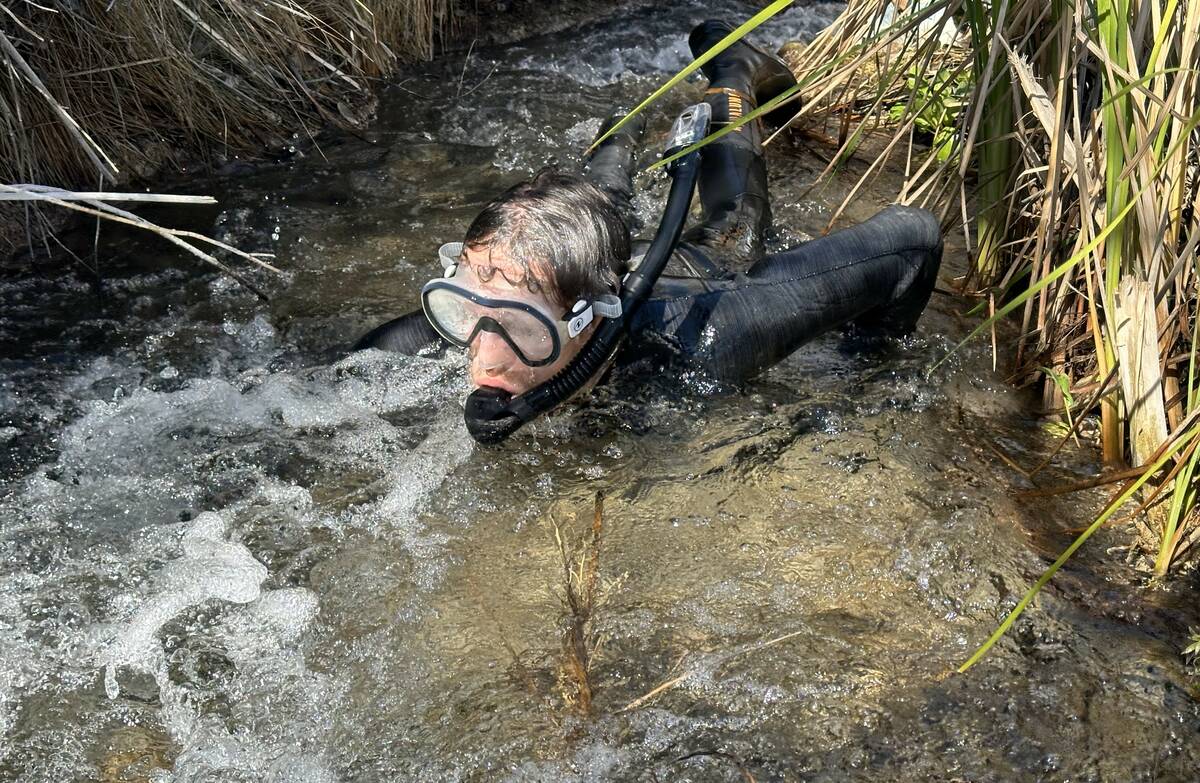 Montana Stevens, a biologist with the U.S. Fish and Wildlife Service, snorkels while counting t ...
