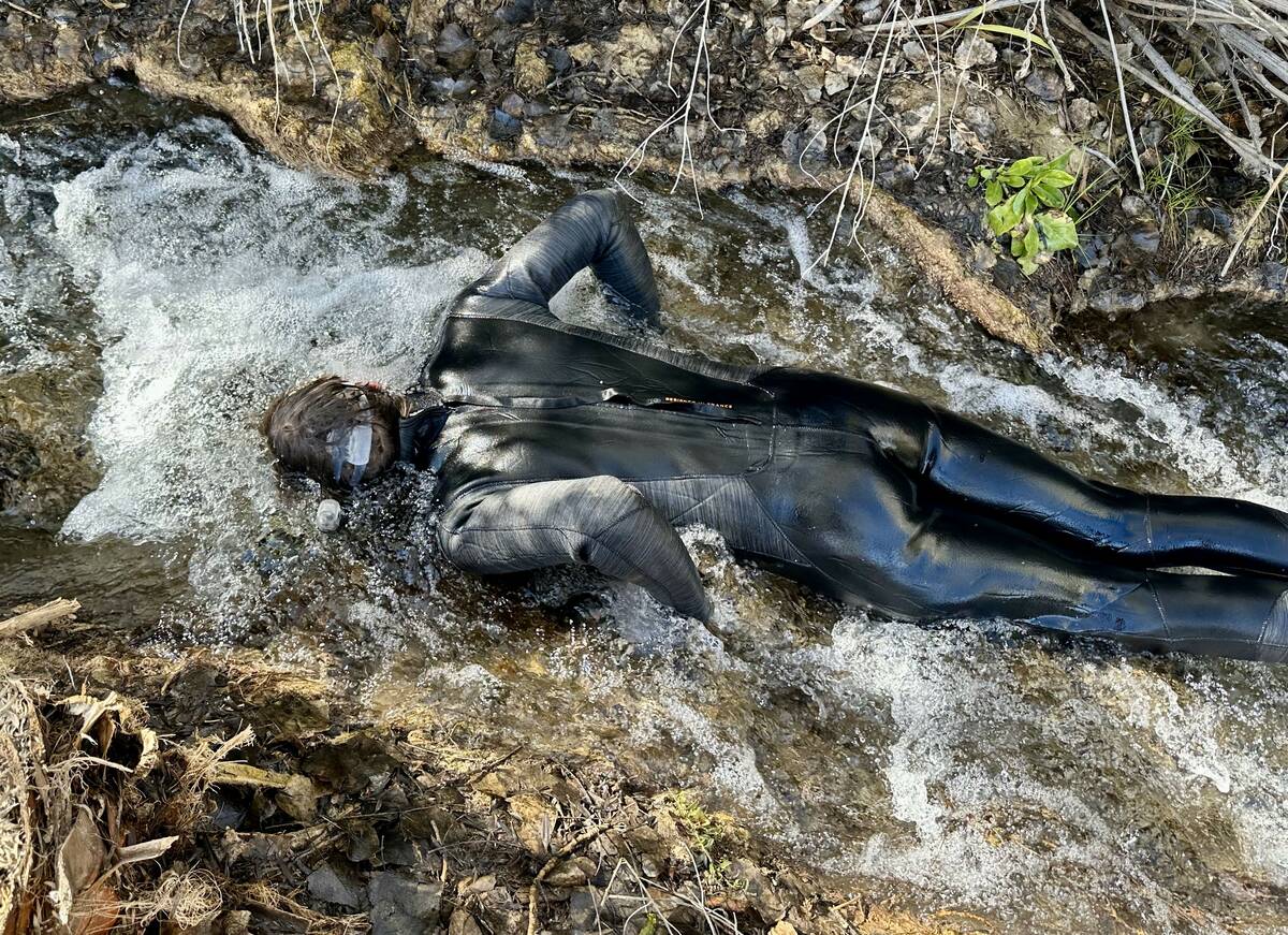 Montana Stevens, a biologist with the U.S. Fish and Wildlife Service, snorkels while counting t ...