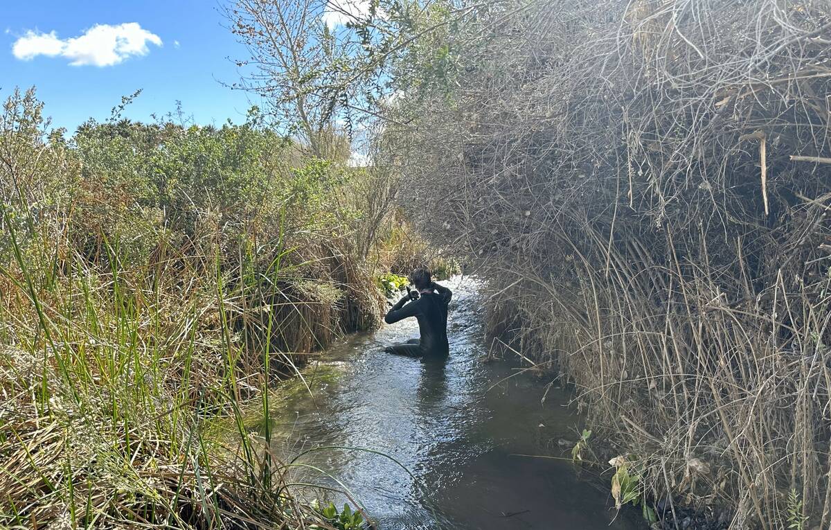 Montana Stevens, a biologist with the U.S. Fish and Wildlife Service, takes a rest from snorkli ...