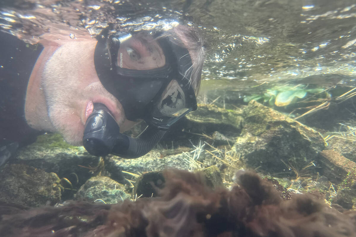 ‘This species occurs only here’: Snorkeling scientists count endangered fish