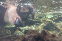 Tim Ricks, Environmental Biologist with the Southern Nevada Water Authority, snorkels while cou ...