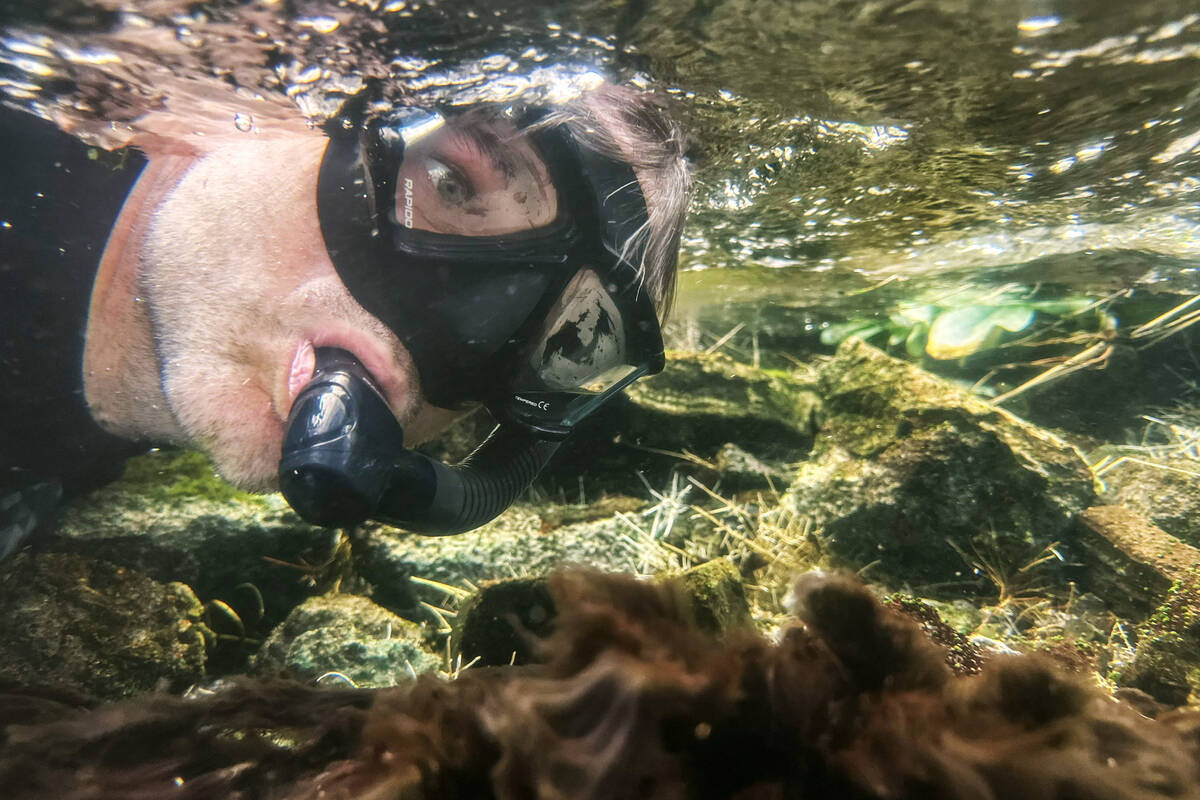 Tim Ricks, environmental biologist with the Southern Nevada Water Authority, snorkels while cou ...