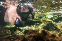 Tim Ricks, environmental biologist with the Southern Nevada Water Authority, snorkels while cou ...