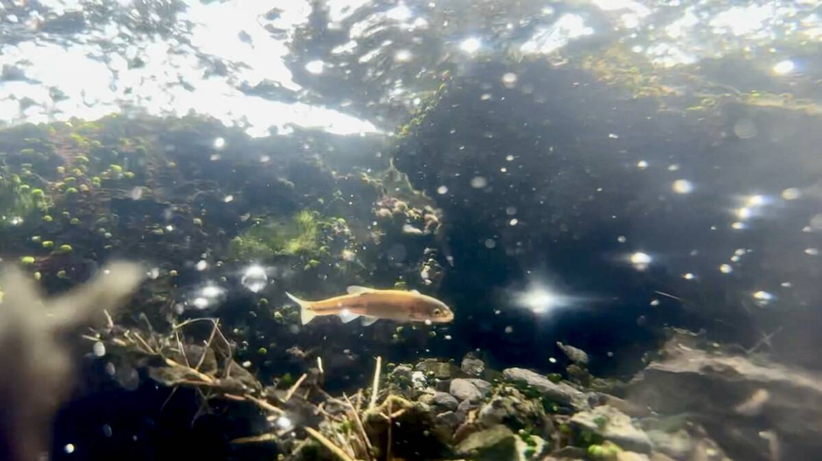 An endangered Moapa dace swims in a stream at the Moapa Valley National Wildlife Refuge Feb. 21 ...