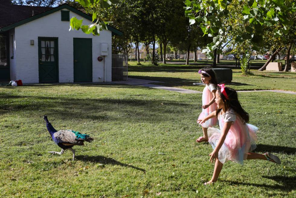 Six-year-old Anelia Olsen, far right, and her twin Mya Olsen, left, chase a peacock after doing ...