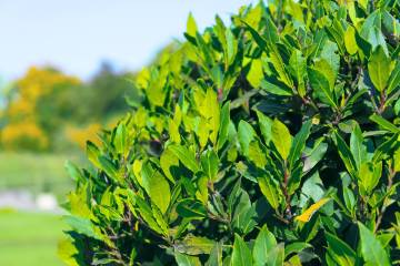 Crushing bay laurel leaves will produce a scent like bay leaves. (Getty Images)