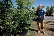 Bradley Daseler, urban forester from the City of Las Vegas, speaks to the Review-Journal as sta ...