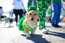 Sarah Benson, 19, walks her costumed corgi Betty Sue in the 53rd Annual Southern Nevada Sons & ...