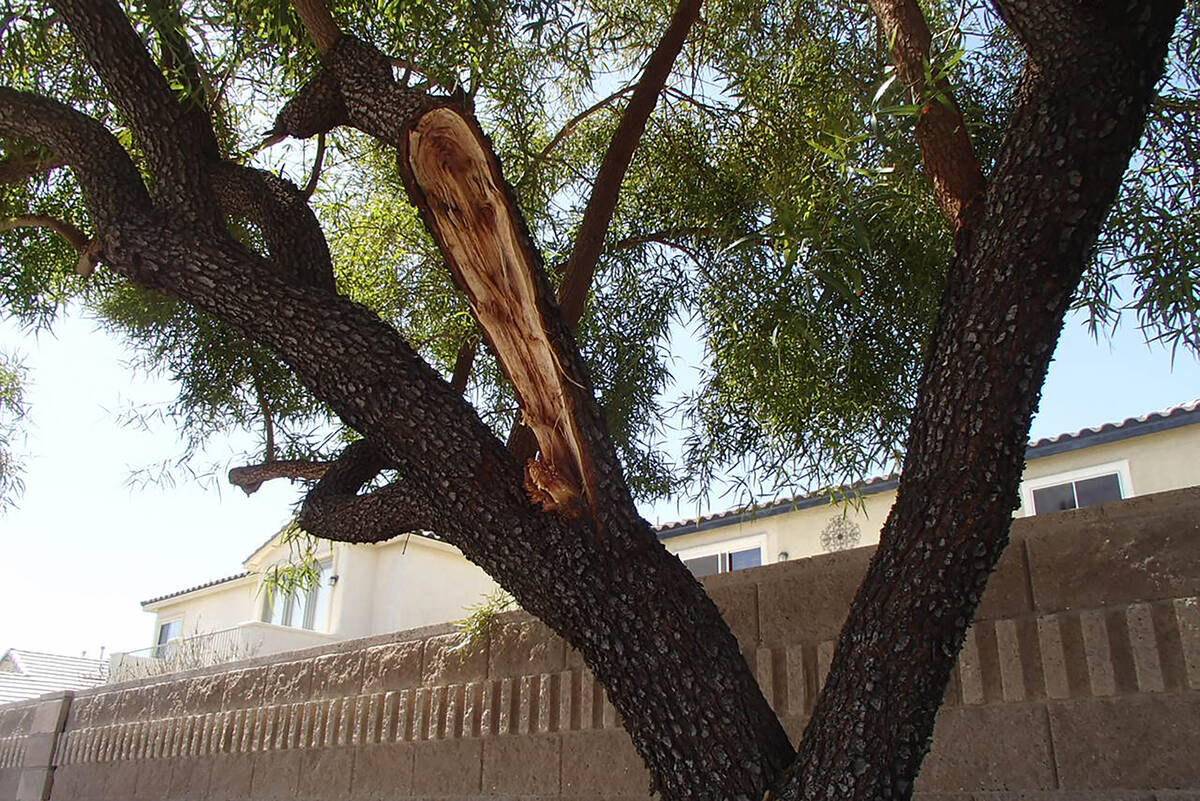 A bad pruning cut without using the A-B-C method and ripping a larger branch. (Bob Morris)