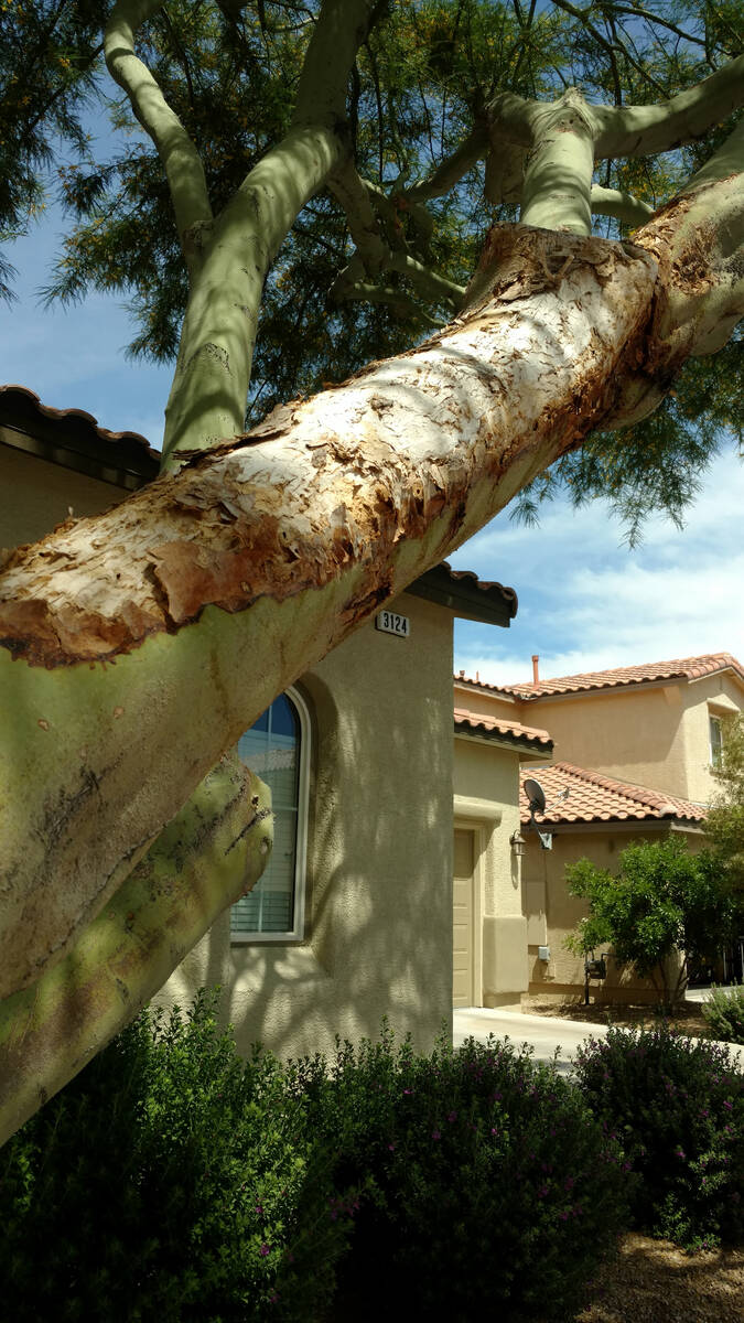 Sunburn on a palo verde branch. Some plants get sunburned when parts are suddenly exposed by pr ...