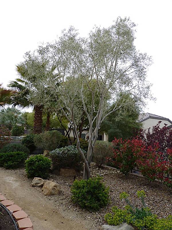 Trees like this young olive may get verticillium wilt if planted in soil where a previous tree ...