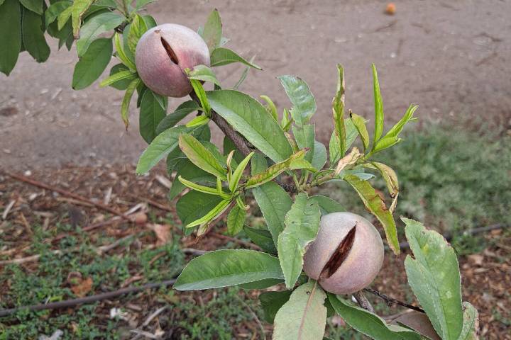 During fruit production water must be available through a tree's roots so the fruit gets large. ...