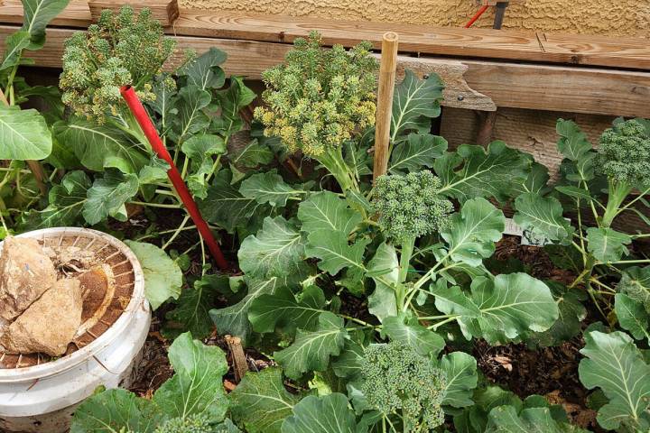 Loose heads of broccoli, prrobably because of low light levels. (Bob Morris)