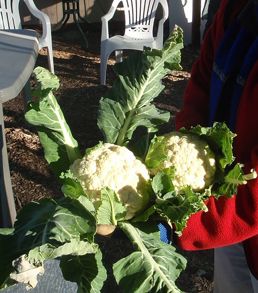 Heads of the Amazing variety of cauliflower. Poor head formation is probably the result of low ...