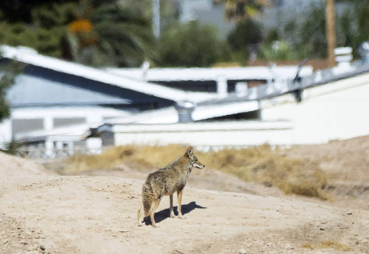 A coyote is seen on May 9, 2022, at the former Royal Links golf course in Las Vegas. (Bizuayehu ...