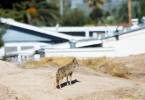 Coyotes bite 2-year-old girl, grandmother near Lake Las Vegas