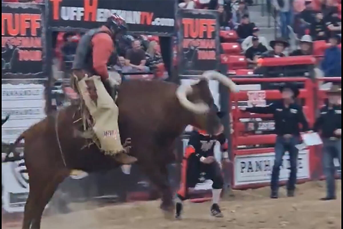 UNLV football coach Barry Odom rides a live bull at a “Horns & Helmets” event at the South ...