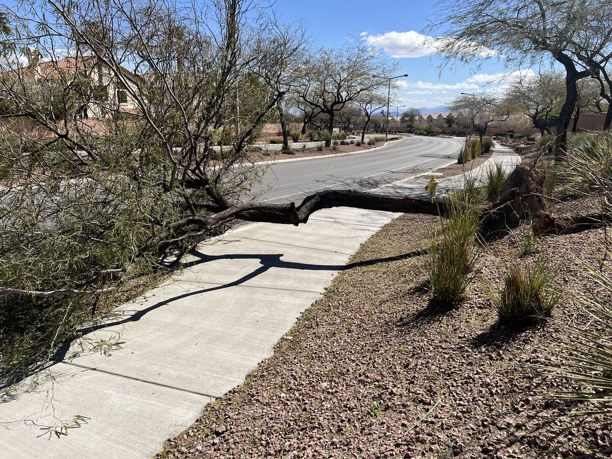 A tree was knocked down by a windstorm over the weekend in Summerlin. This tree, photographed o ...