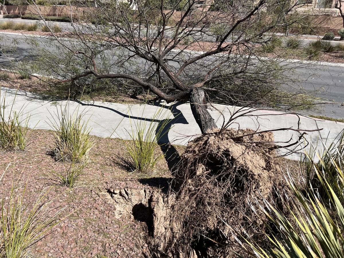 A tree was knocked down by a windstorm over the weekend in Summerlin. This tree, photographed o ...