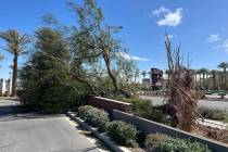 A tree was knocked down by a windstorm over the weekend across from Red Rock Casino, Resort & S ...