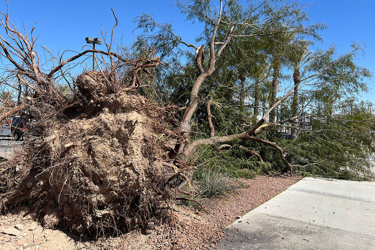 A tree was knocked down by a windstorm over the weekend across from Red Rock Casino, Resort & S ...