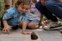 Lev Nagar, 1, and his family at the Butterfly Habitat at the Springs Preserve in Las Vegas Mond ...