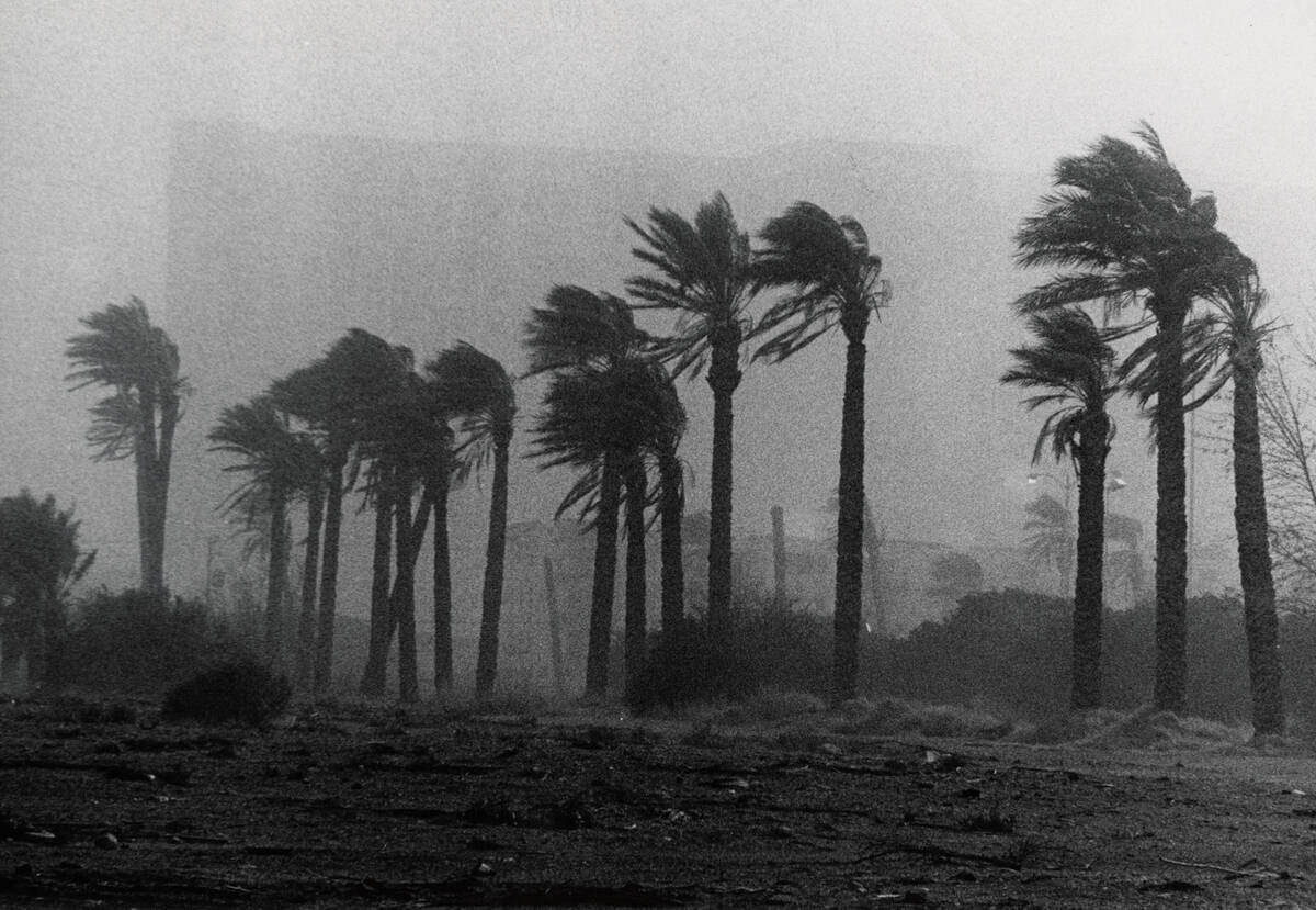 Wind whips palm trees during a storm in this circa 1977 photo in Las Vegas. (Lenny Ignelzi/Las ...
