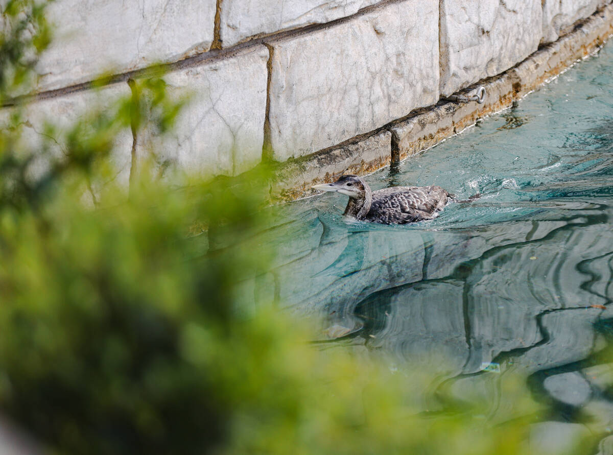The unusual sighting of a yellow-billed loon, a migratory bird that normally makes its home in ...