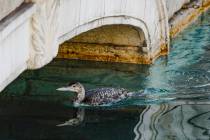The unusual sighting of a yellow-billed loon, a migratory bird that normally makes its home in ...