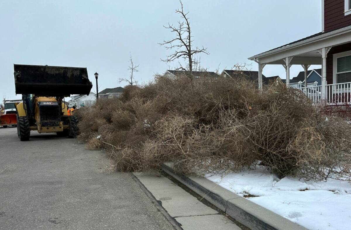 City workers clean up tumbleweeds in South Jordan, Utah, on Tuesday, March 5, 2024. (AP Photo/B ...