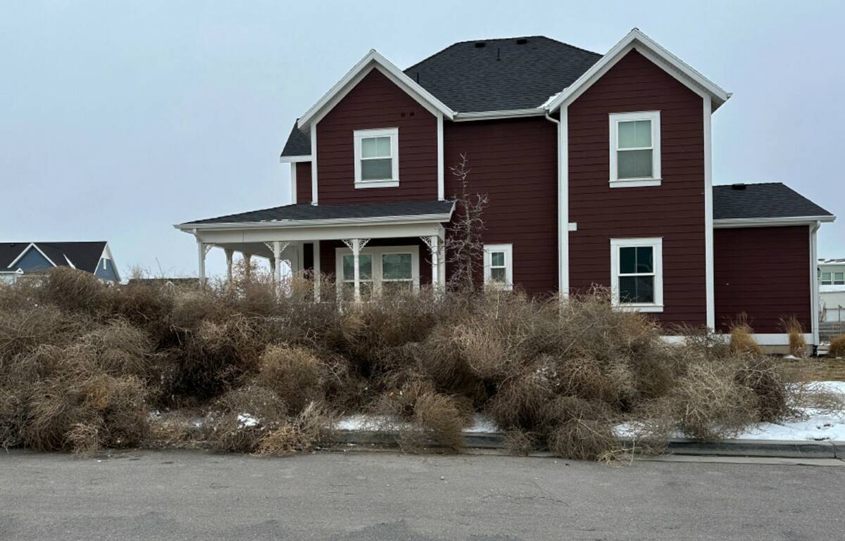 Tumbleweeds appear in front of a home in South Jordan, Utah, on Tuesday, March 5, 2024. (AP Pho ...
