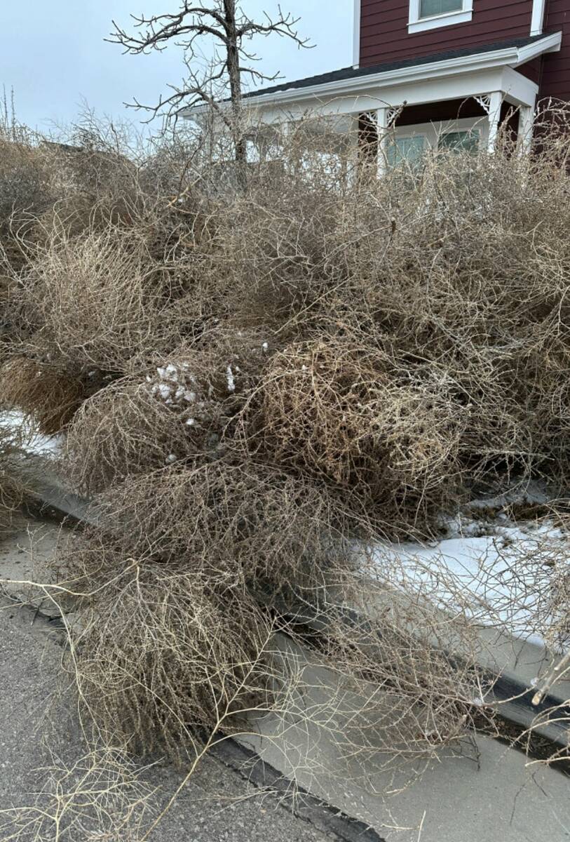 Tumbleweeds appear in front of a home in South Jordan, Utah, on Tuesday, March 5, 2024. (AP Pho ...