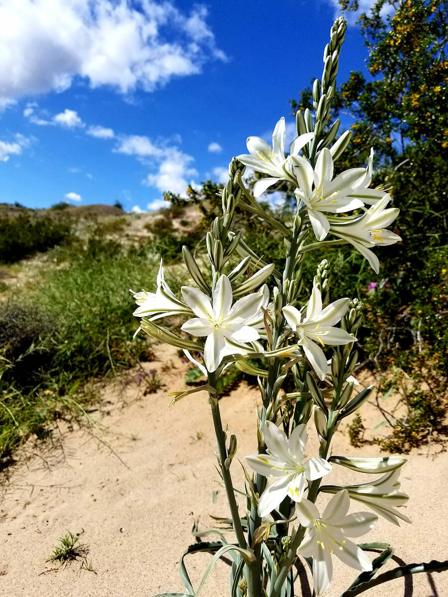 Desert ajo lilies in bloom during a previous spring at Lake Mohave. (Natalie Burt/Las Vegas Rev ...