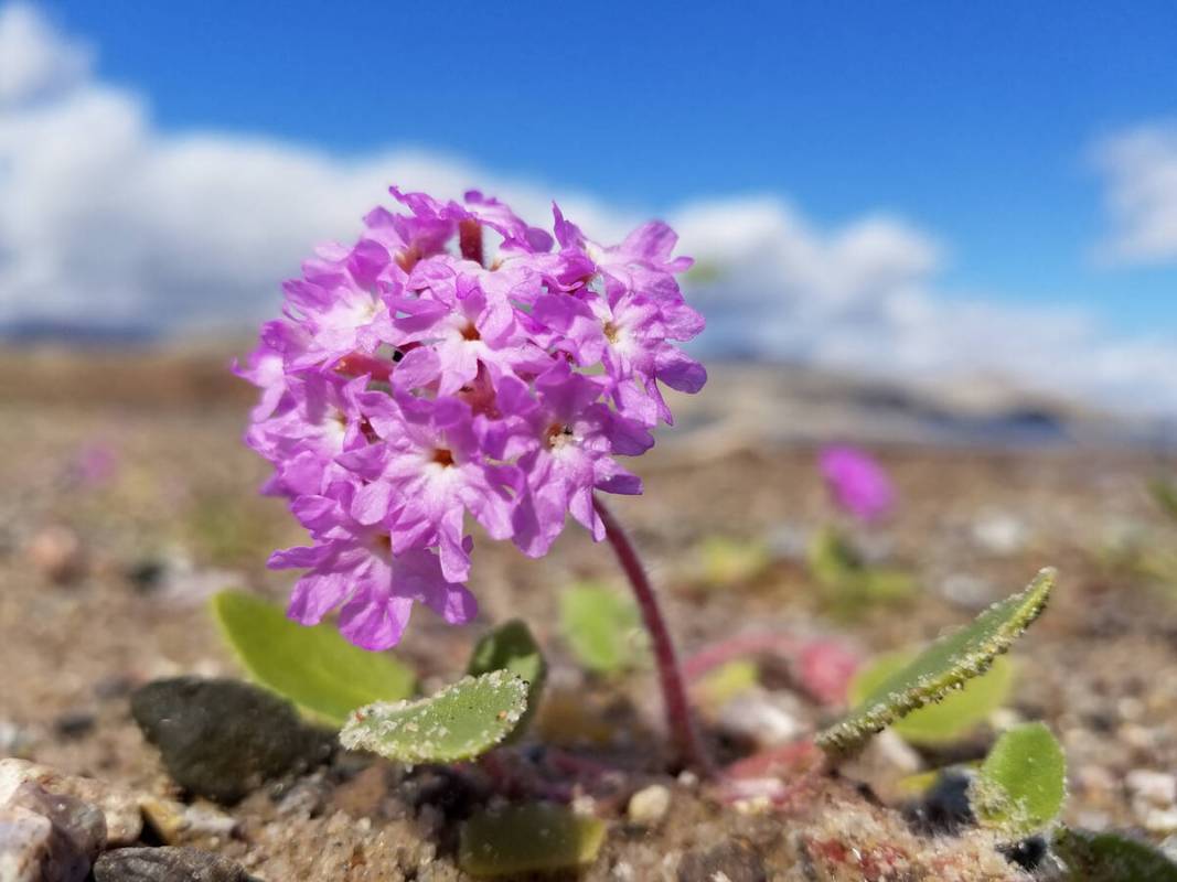 Sand verbena blooming during a previous spring at Lake Mohave (Natalie Burt/Las Vegas Review-Jo ...