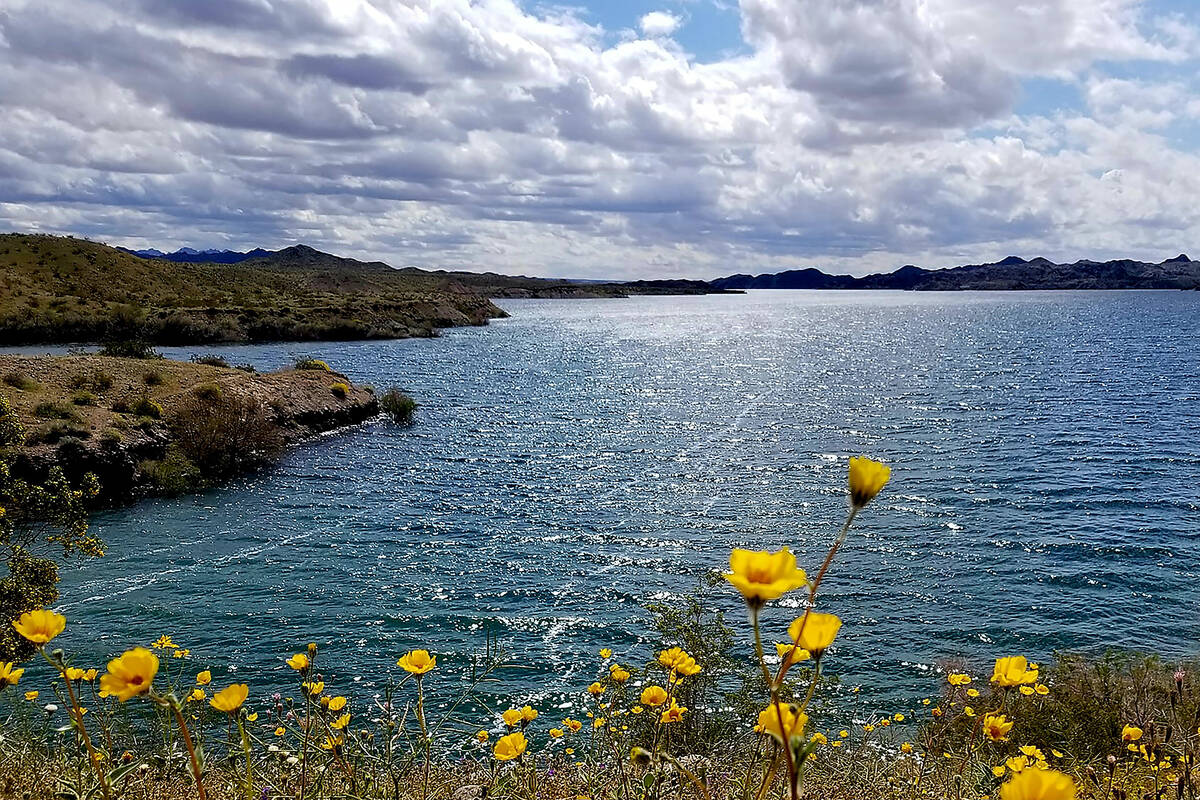 Lake Mohave on a windy March day during a previous spring with clouds in the sky and flowers bl ...