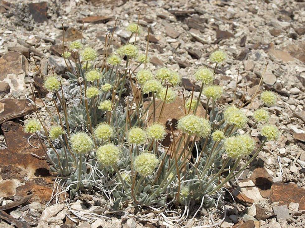 Tiehm’s buckwheat wildflower, which is only found in a portion of Esmeralda County. (File/Las ...