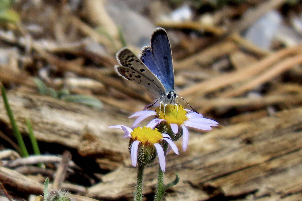 This photo provided by the Center for Biological Diversity and taken June 22, 2021, at the Lee ...