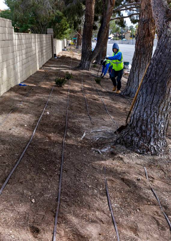 With grass removed, a crew from Park West lays down irrigation lines for a new desert landscapi ...
