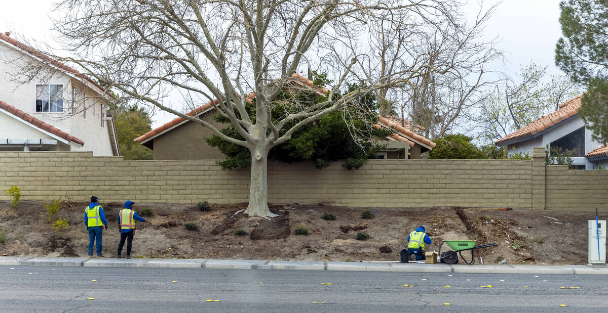 With grass removed, a crew from Park West lays down irrigation lines for a new desert landscapi ...