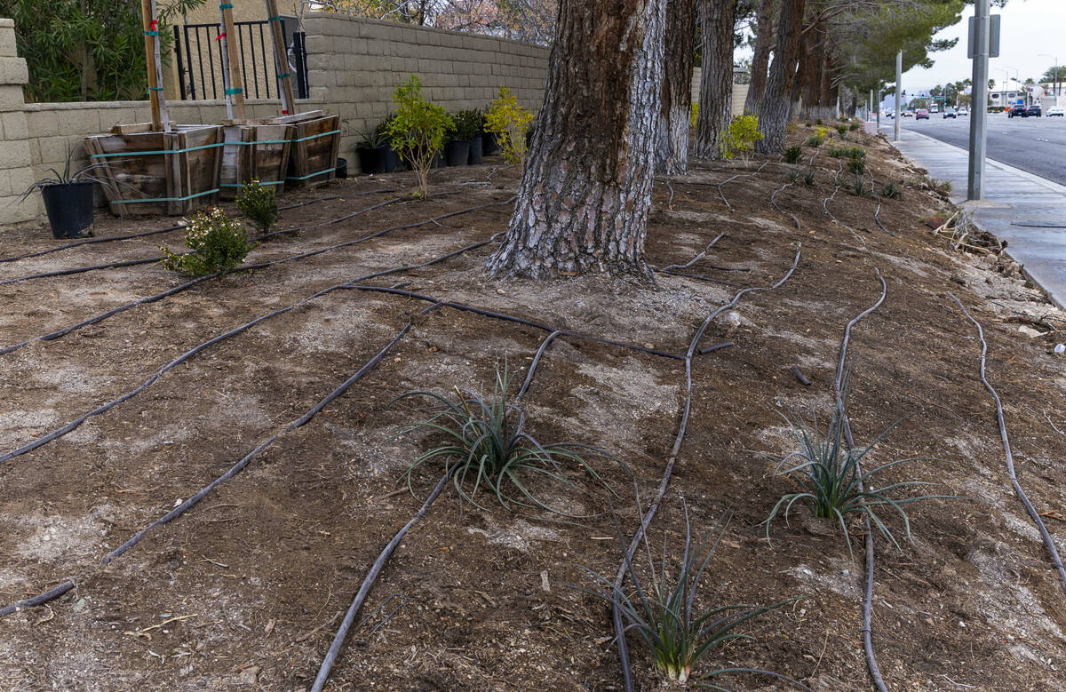 A crew from Park West is lays down irrigation lines for new desert landscaping, plants and tree ...