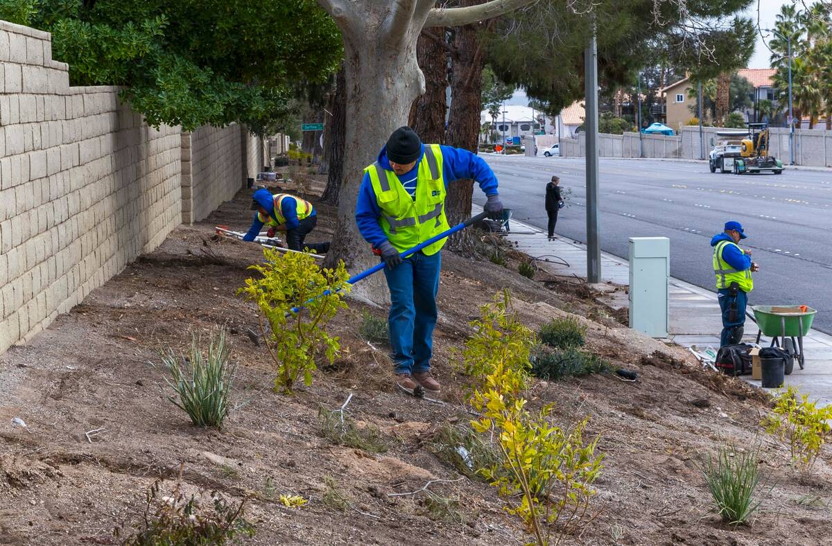 With grass removed, a crew from Park West lays down irrigation lines for a new desert landscapi ...