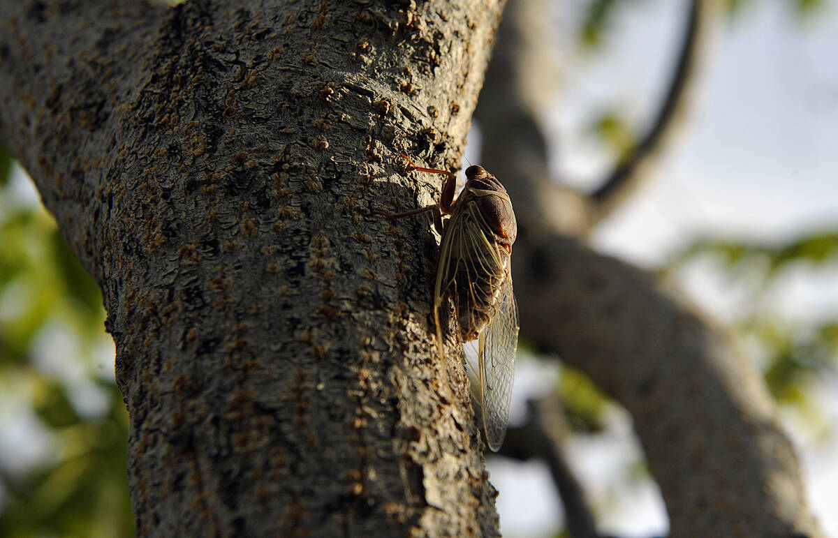 A cicada rests on the trunk of a tree in downtown Las Vegas on Tuesday, July 23, 2013. (Mark Da ...