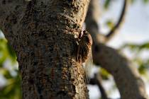 A cicada rests on the trunk of a tree in downtown Las Vegas on Tuesday, July 23, 2013. (Mark Da ...